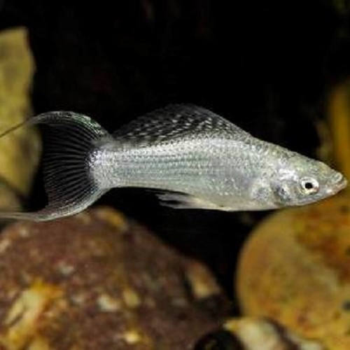 Poecilia sphenops - Molly argent Voile M